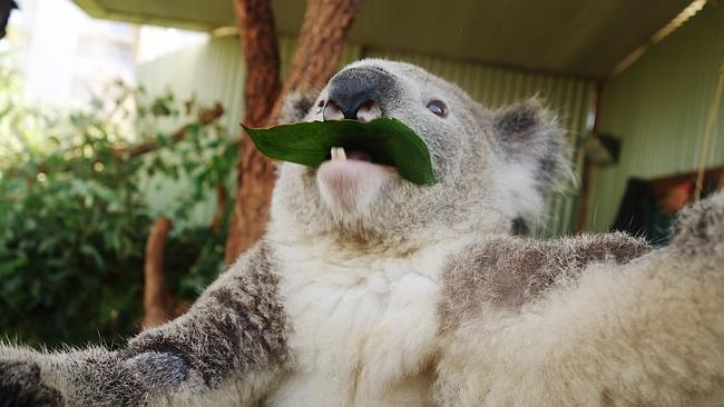 Bruce the Koalas takes a selfie of snack time. Picture: Bruce the koala. Source: News Corp Australia