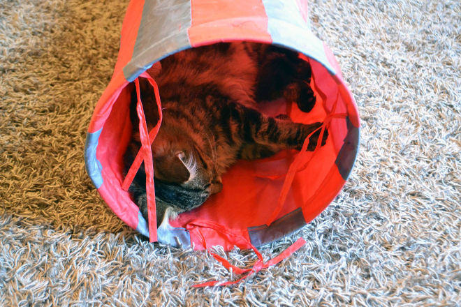 If you could fit in a body-sized floppy tube like Lottie, you wouldn’t want to be disturbed either.