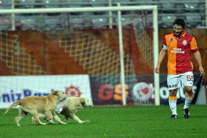 Galatasaray vs Vfr Aalen puppies