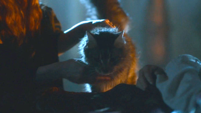 Only a monster like Joffrey would threaten to slay this adorable fluffball!