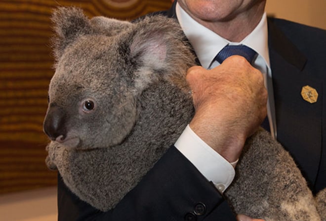 koala22