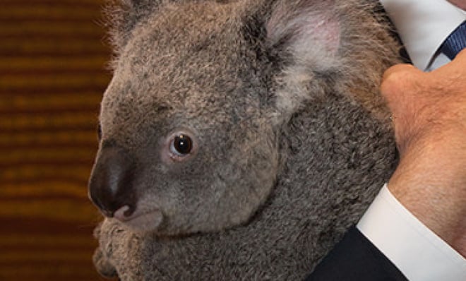 koala23