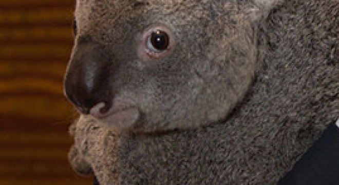 koala24