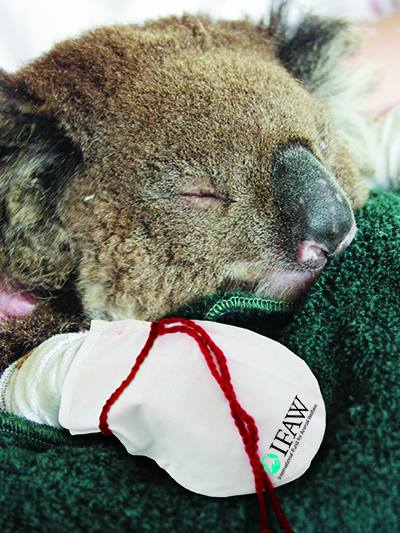 The IFAW's website says koalas 'sew' need you to help. How can you resist.